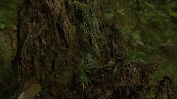 特写: 一棵破旧的树的碎片正在黑暗的森林中腐烂。