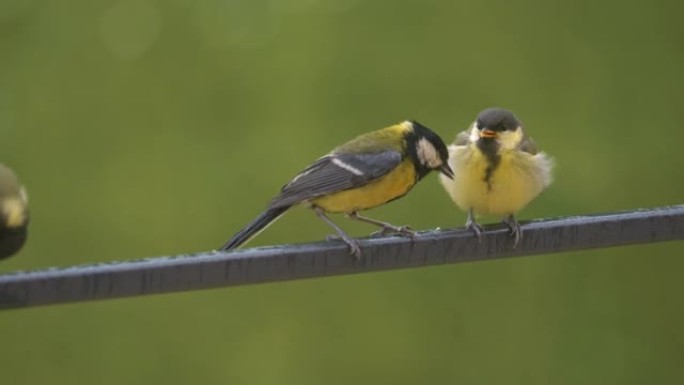 特写镜头，可爱的幼鸟被它的关怀母亲大山雀喂养