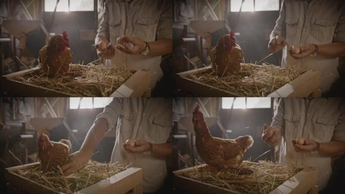 SLO MO DL农民捡起放在板条箱干草上的新鲜鸡蛋