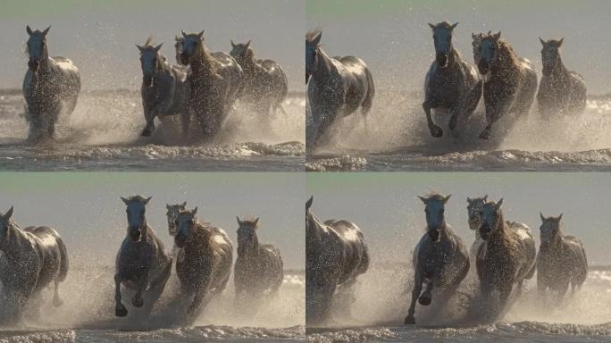 慢动作白马在阳光充足的海水中奔跑和飞溅