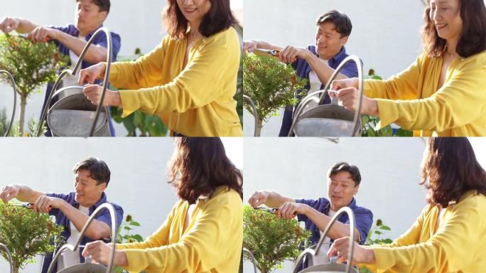 成熟的亚洲女人水植物在夏季花园使用喷壶，而她的丈夫修剪灌木与剪枝与焦点在背景-在慢动作拍摄