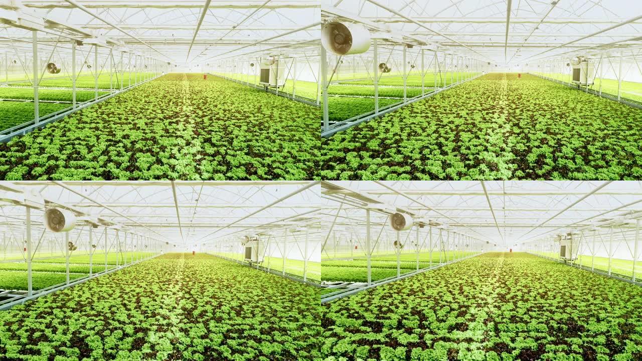 绿色生菜空中大型温室