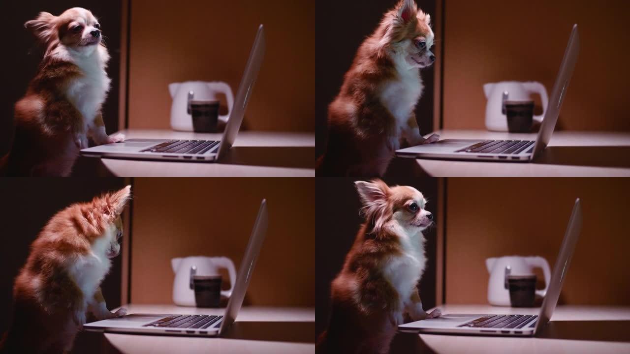 吉娃娃狗看笔记本电脑屏幕
