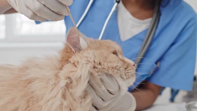 兽医医生治疗猫的耳朵