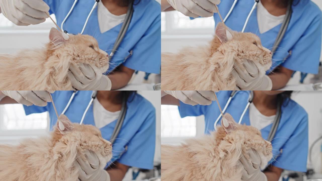 兽医医生治疗猫的耳朵