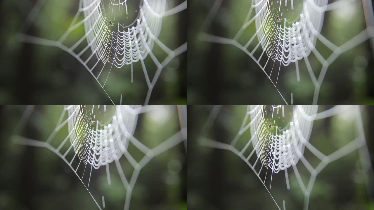 自然界中的蜘蛛建筑网