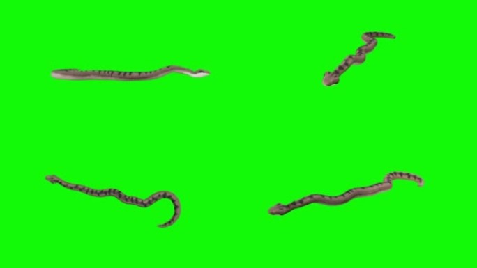绿色背景上垂死的蛇。动物的概念，野生动物，游戏，返校，3d动画，短视频，电影，卡通，有机，色键，人物
