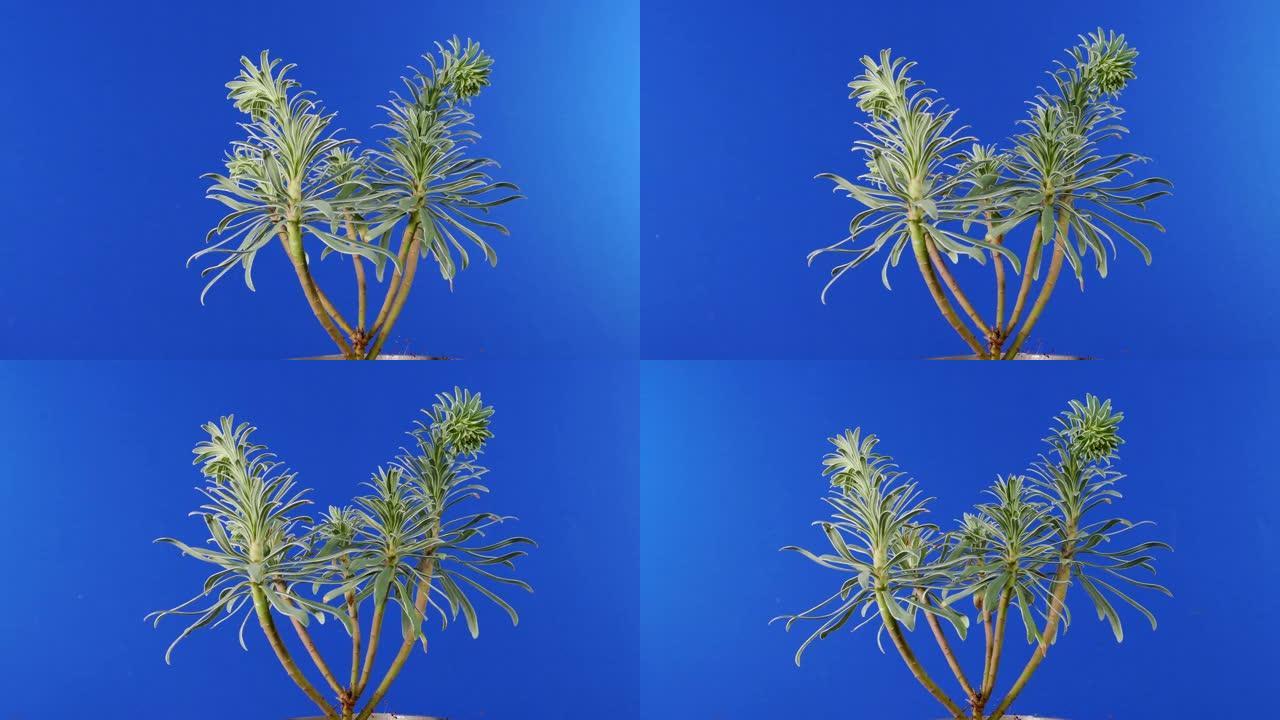 盘旋外来植物 -- 合成用蓝屏