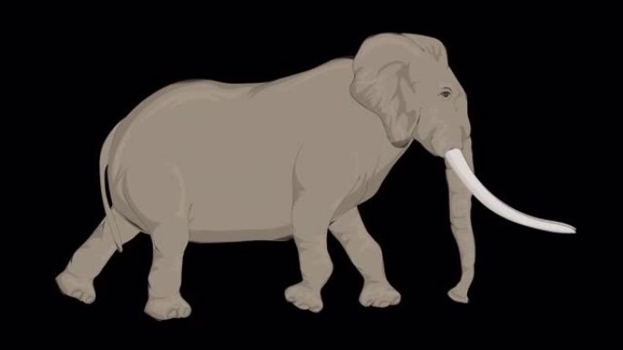 步行累象卡通动画 (透明背景/ProRes 4444) 概念的动物，野生动物，游戏，返校，3d动画，