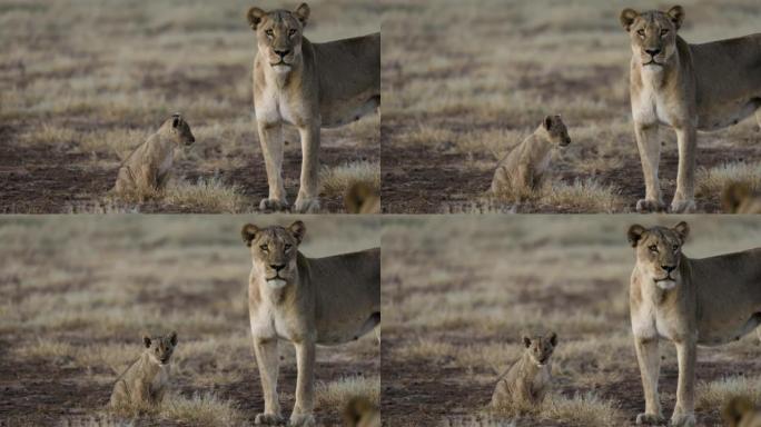 特写母狮和可爱的幼狮看着相机