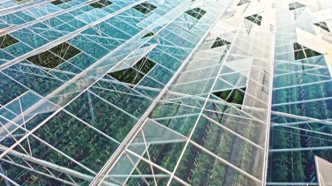 番茄温室的空中玻璃屋顶