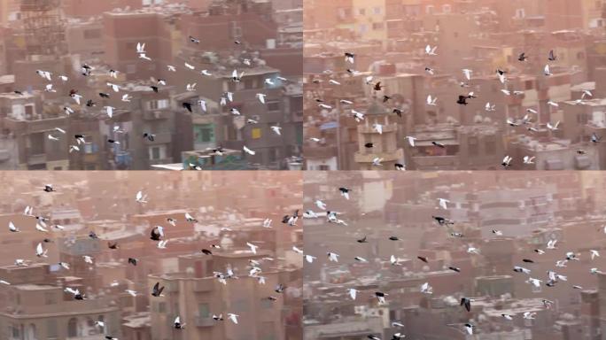 在埃及开罗的城市发展中，飞鸽的慢动作镜头。鸽子群在城市房屋的背景下飞翔