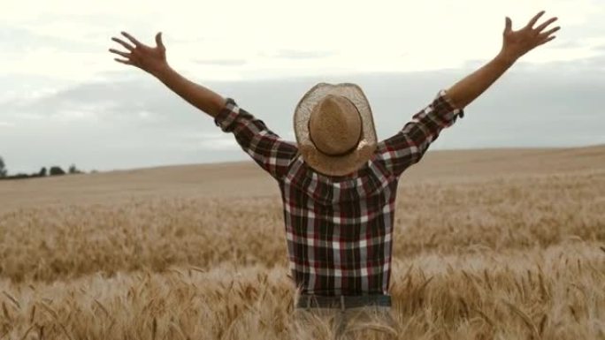 SLO MO Farmer站在成熟的小麦田里时举起双臂向空中