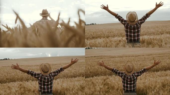 SLO MO Farmer站在成熟的小麦田里时举起双臂向空中