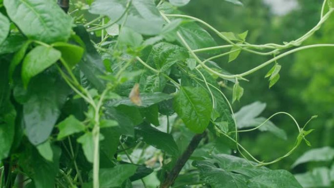 豇豆植物蔬菜豆角长扁豆豇豆豌豆食材