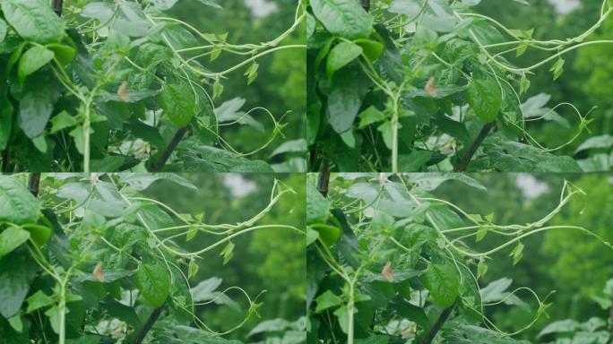 豇豆植物蔬菜豆角长扁豆豇豆豌豆食材