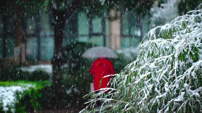 春雪生机盎然雪花飘飘桃花雪