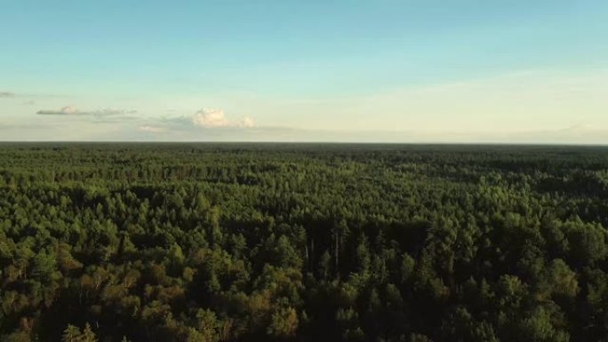茂密的松树林。航拍视频