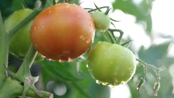 特写新鲜番茄番茄新鲜蔬菜红番茄