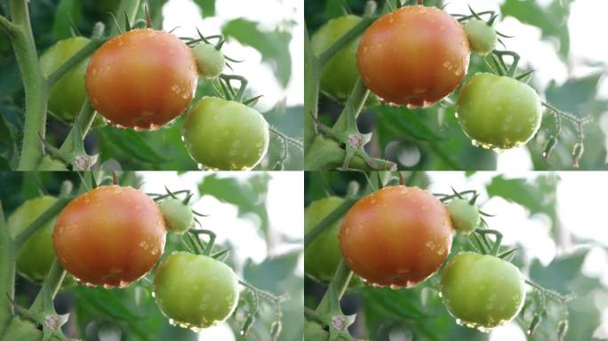 特写新鲜番茄番茄新鲜蔬菜红番茄