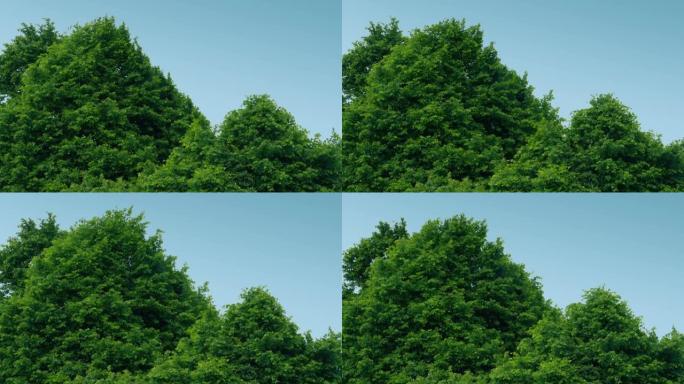 大风中的树顶小清新风格绿色夏季