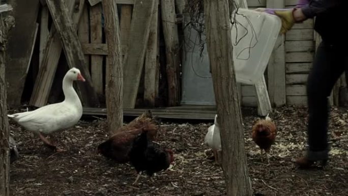 在阿根廷内昆省巴塔哥尼亚的一个贫穷的农场里，一名妇女在喂鸡和鹅。低角度的观点。
