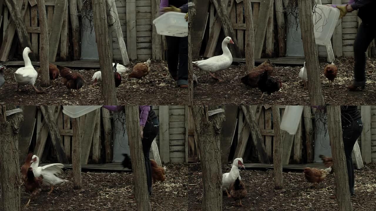 在阿根廷内昆省巴塔哥尼亚的一个贫穷的农场里，一名妇女在喂鸡和鹅。低角度的观点。