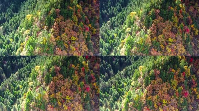 高原上的秋天很美，森林将多姿多彩