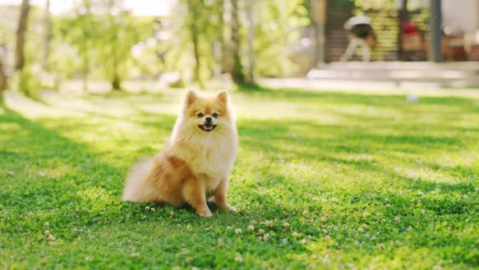 最可爱的小博美犬在草坪上休息，看着相机，执行命令坐下。顶级犬种标本显示了它的聪明，可爱和蓬松的美丽。