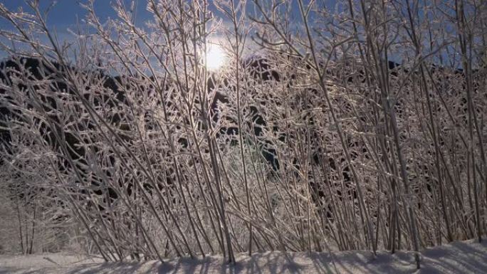 在早晨的阳光下，精致的冰冷的灌木树枝。山里的冬天。阴影落在白雪上。UHD, 4K
