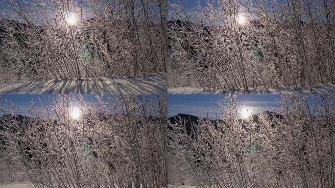 在早晨的阳光下，精致的冰冷的灌木树枝。山里的冬天。阴影落在白雪上。UHD, 4K