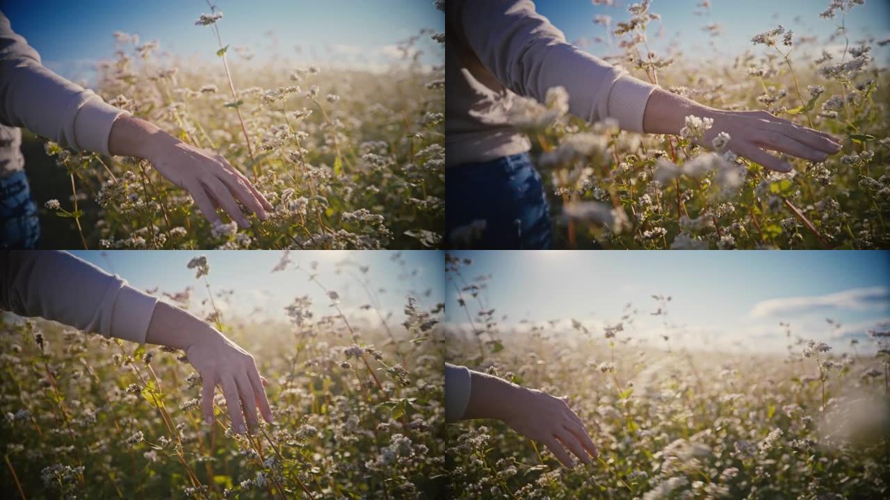 女人的手走路和触摸开花的荞麦植物