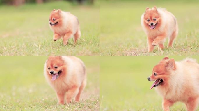 博美犬在草地上奔跑
