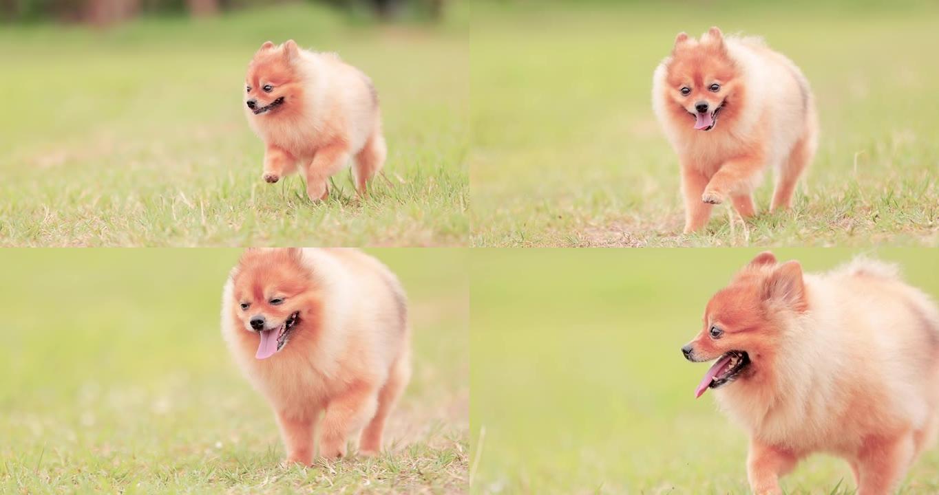 博美犬在草地上奔跑