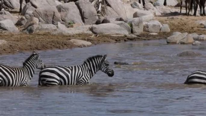 近距离迁徙牛群牛羚和斑马争夺生存，游泳穿越马拉河