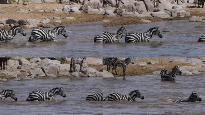 近距离迁徙牛群牛羚和斑马争夺生存，游泳穿越马拉河