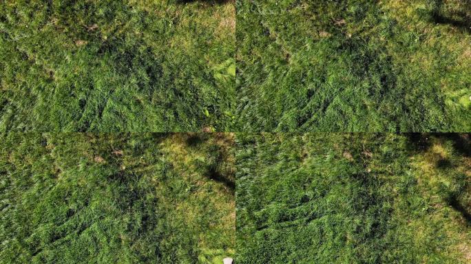 绿色草坪视频素材草地植被小草地