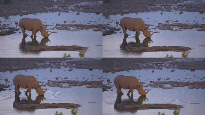 非洲纳米比亚埃托沙国家公园，犀牛女士在水中喝水