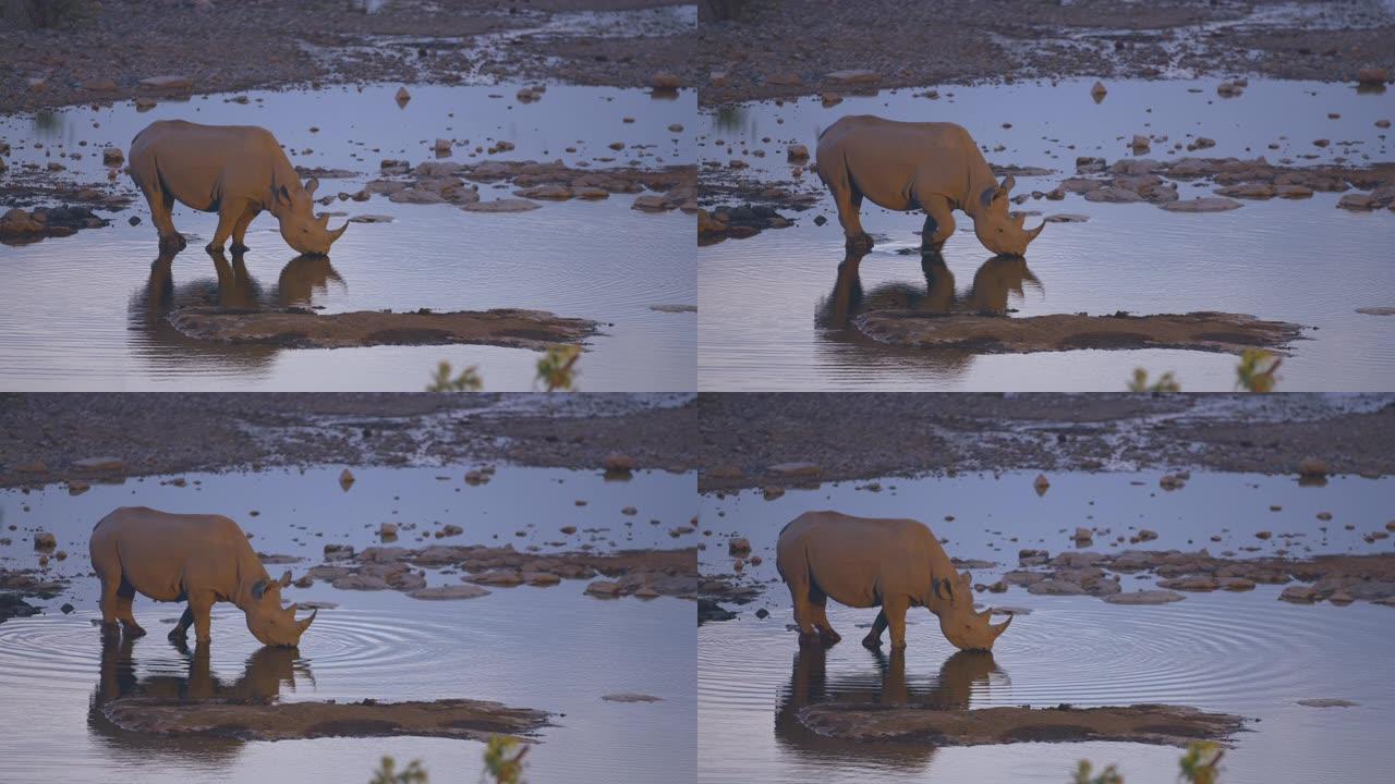非洲纳米比亚埃托沙国家公园，犀牛女士在水中喝水