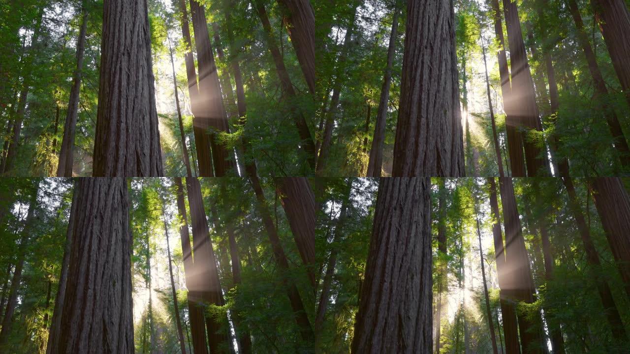 太阳从红杉的树干中穿透，在薄雾中形成阳光。美国红木国家公园。相机在红杉的巨大树干之间移动