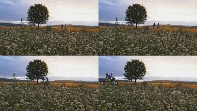 SLO MO夫妇在黄昏时沿着乡村的荞麦田地骑自行车