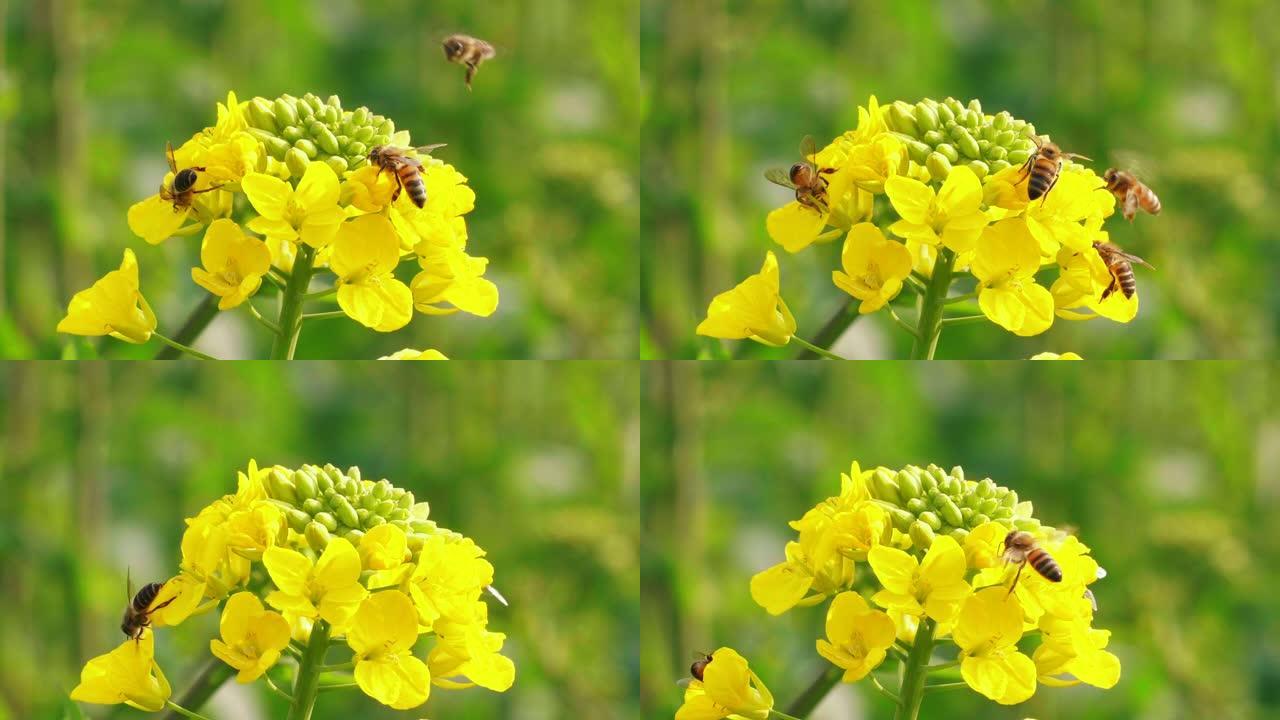 春季低芥酸菜子花上的蜜蜂
