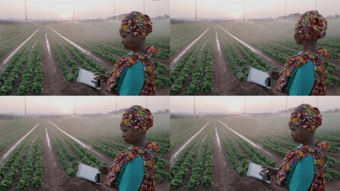 使用数字平板电脑监控蔬菜作物，Close-up.Black非洲女农民穿着传统服装。背景灌溉