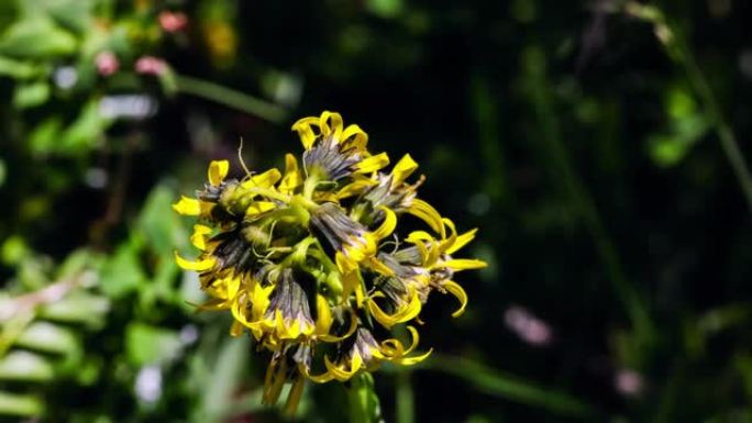 青藏高原上的黄菊黄色的花朵多头花