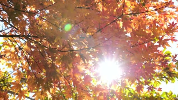 阳光照射下的秋叶秋天的枫叶阳光透过枫叶