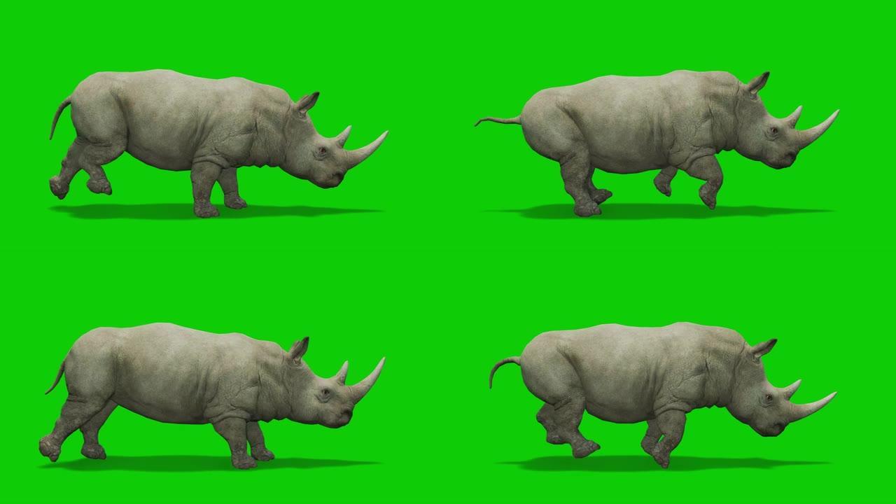 犀牛在绿色屏幕上运行慢动作动画。动物的概念，野生动物，游戏，返校，3d动画，短视频，电影，卡通，有机