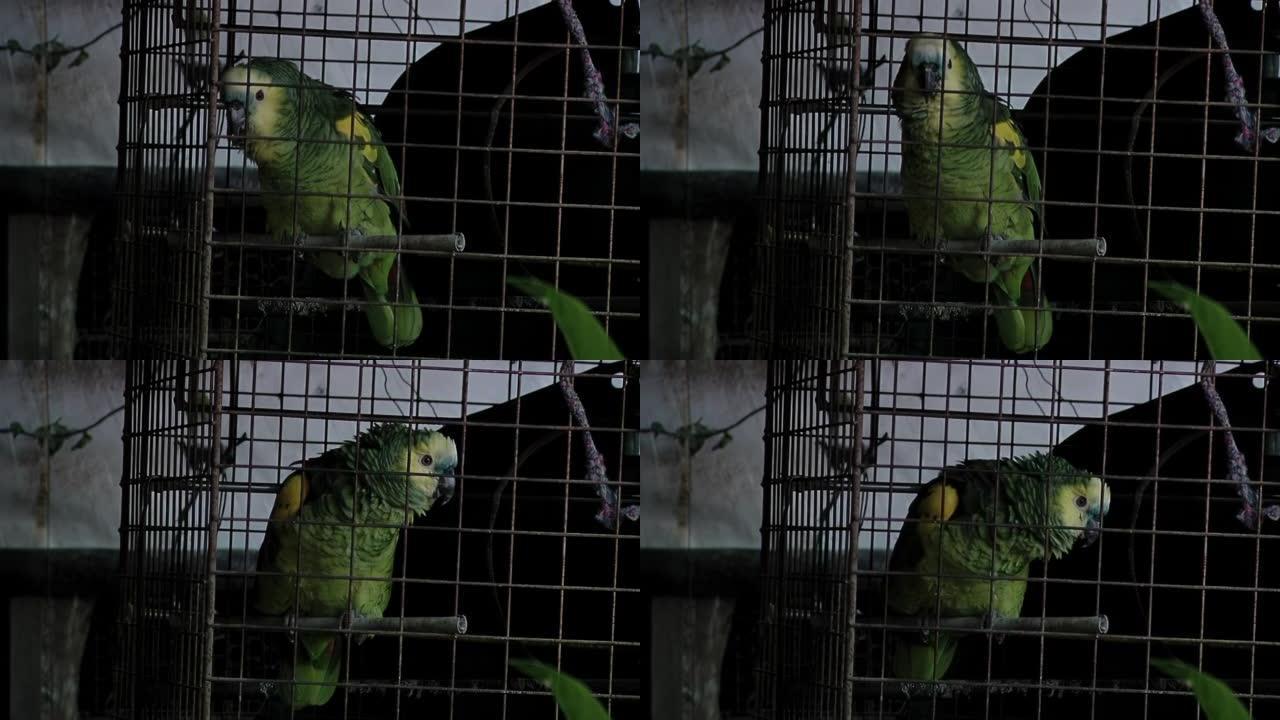 笼中的野鸟，笼中的蓝额亚马逊鹦鹉。特写。