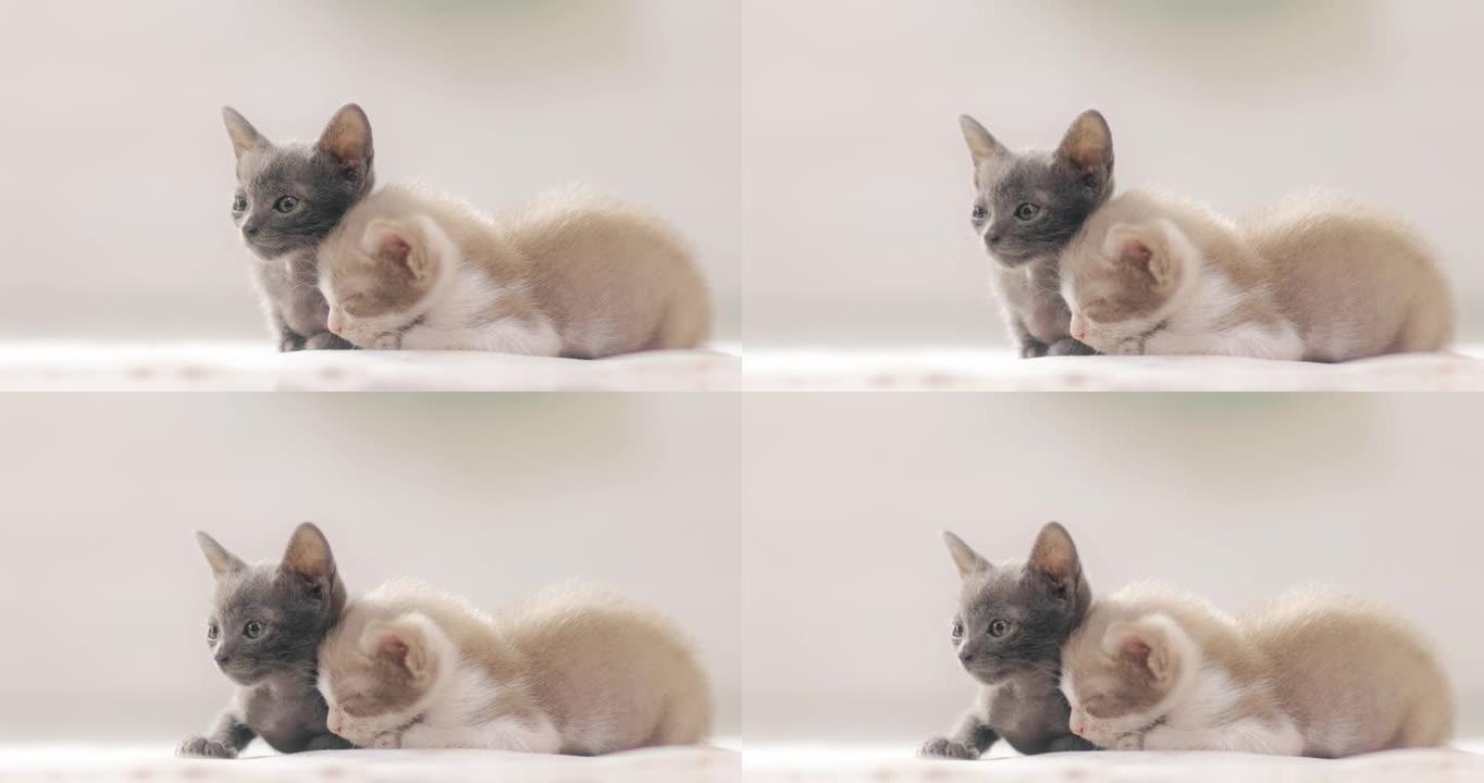 睡蓬松的猫萌宠小猫咪背景视频