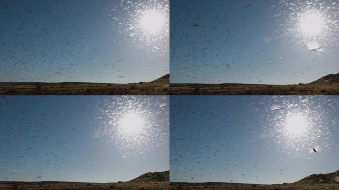 慢动作。数以百万计的棕色蝗虫群在阳光下飞翔，使与全球变暖，气候变化，气候紧急情况有关的非洲农作物大量