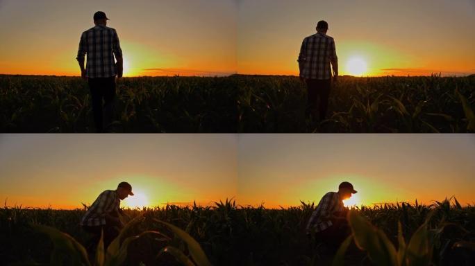 SLO MO农民在黄昏时检查田间的玉米植物